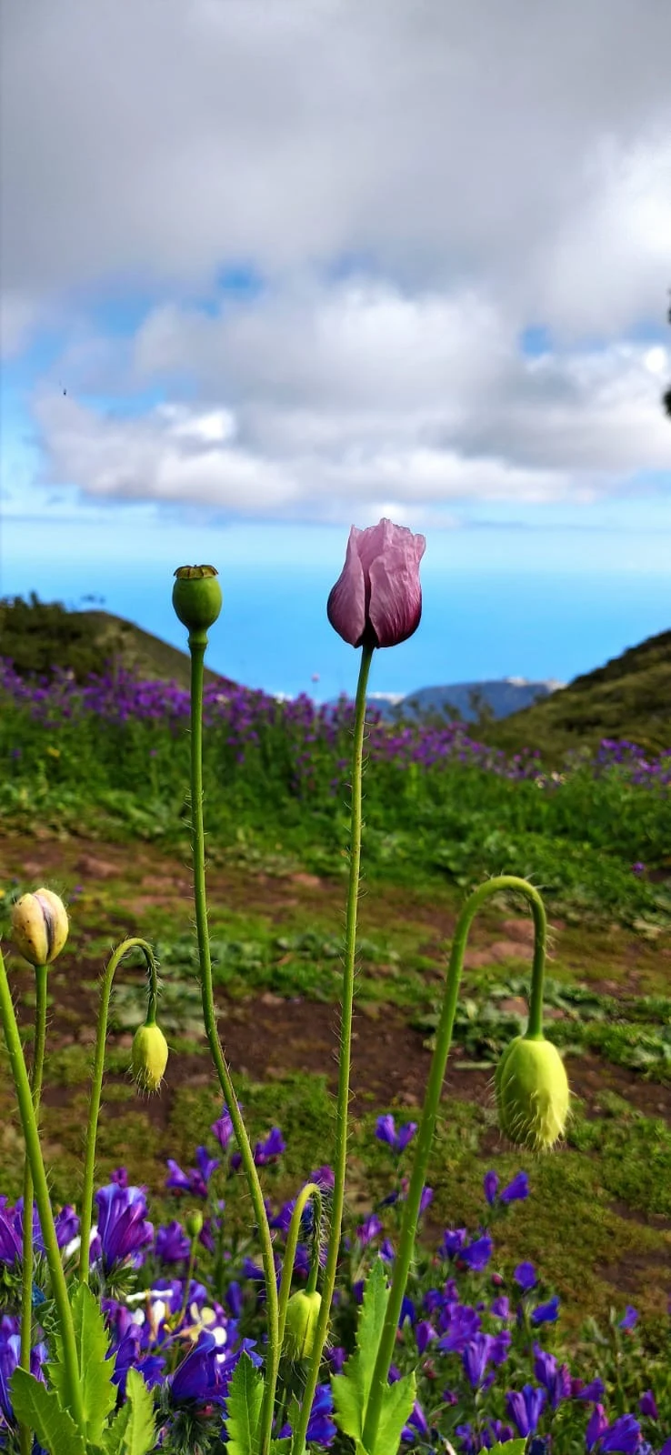Blüten mit Meerblick