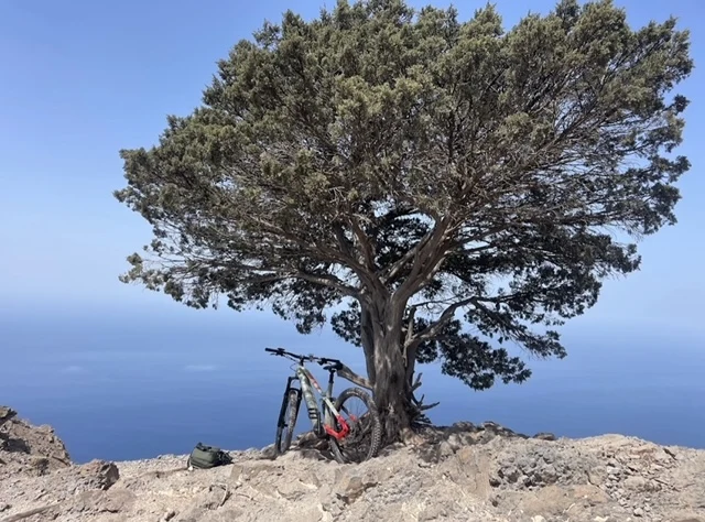 Unter dem Baum mit Meerblick